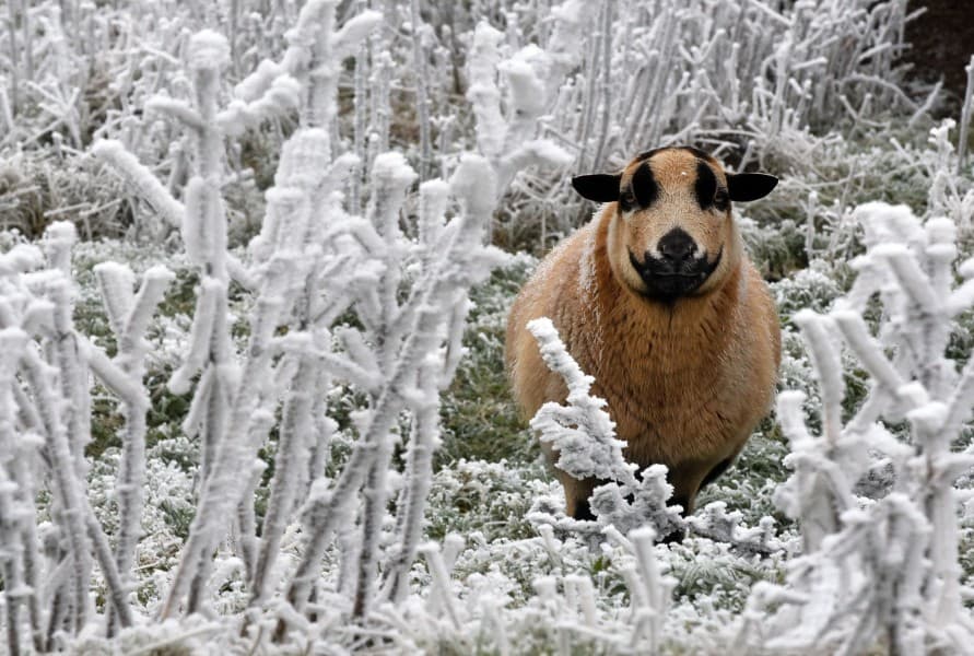 Image d'illustration pour Neige : premiers flocons de la saison sur le Nord de la France