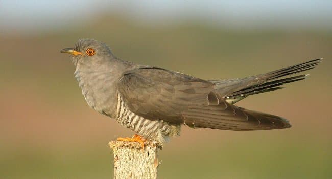 Image d'illustration pour Les conséquences d'un hiver trop doux sur les oiseaux et la biodiversité