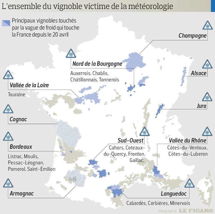 Image d'illustration pour La vigne a durement souffert du gel en avril