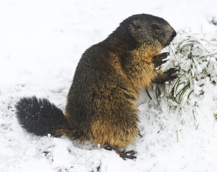 Image d'illustration pour Réveil des marmottes sous la neige après l'hibernation