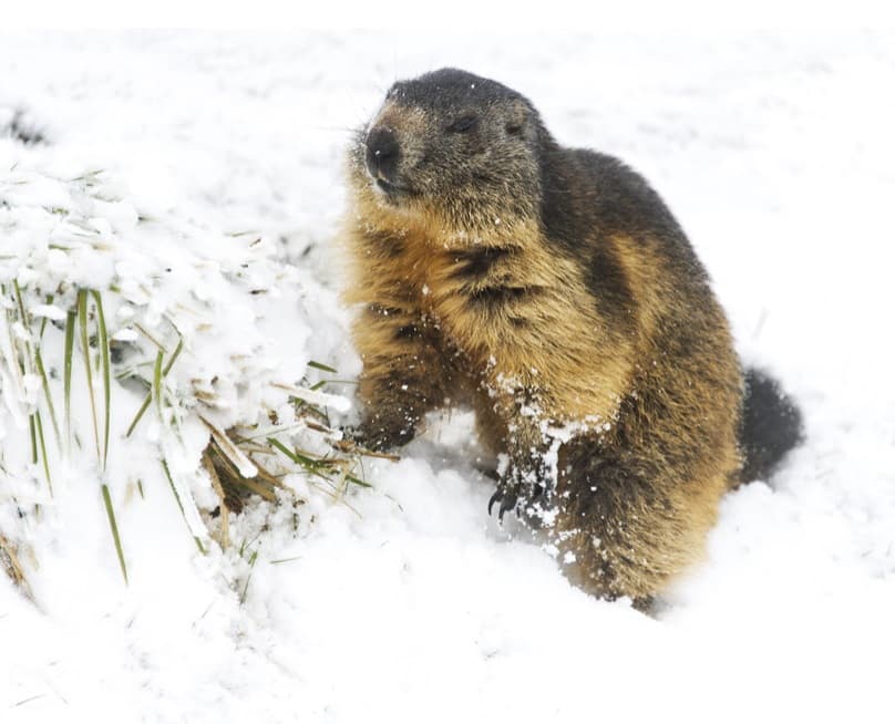 Image d'illustration pour Réveil des marmottes sous la neige après l'hibernation