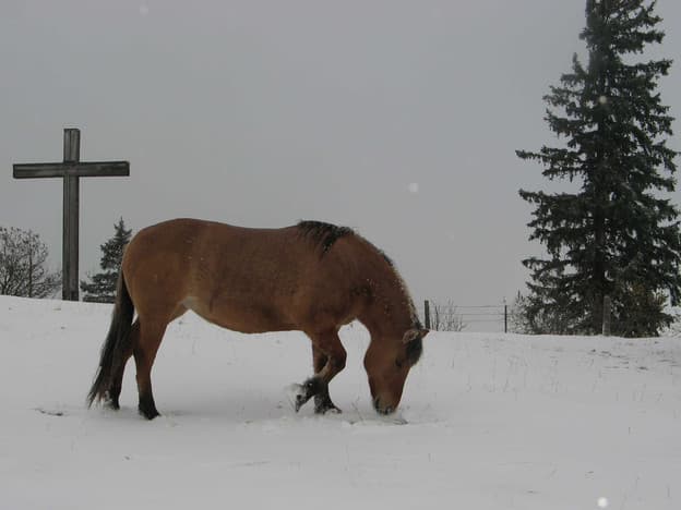 Image d'illustration pour Vosges, Jura et Alpes : première neige en moyenne montagne