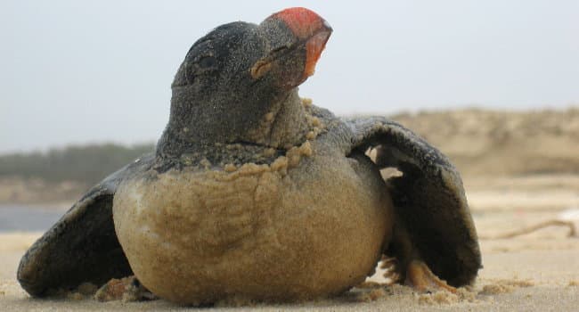 Image d'illustration pour Bilan des tempêtes de l'hiver 2014 : plus de 50 000 oiseaux échoués