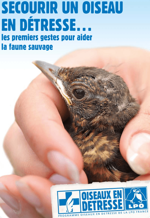 Image d'illustration pour Les oiseaux victimes des violents orages de grêle
