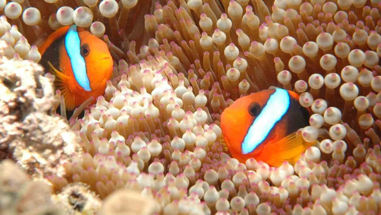 Image d'illustration pour Réchauffement & changement climatique : veille documentaire