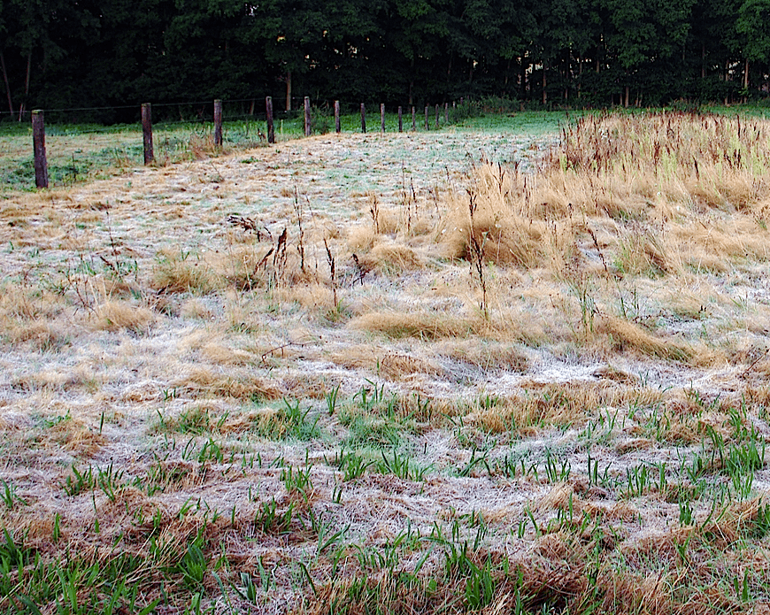 Gelées blanches en plein mois de juillet en Ile-de-France !!